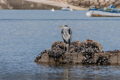 Bird perching on a lake