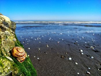 Close-up of shell on beach