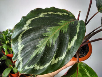 Close-up of fresh green leaf