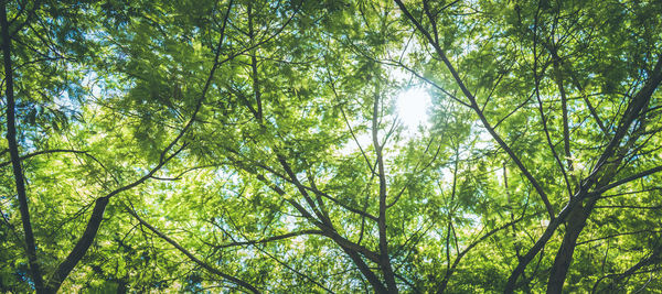 Low angle view of trees against sky