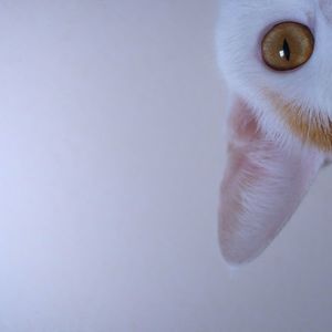 Close-up of cat against white background