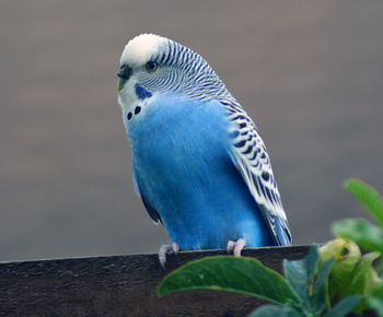Blue budgie parakeet