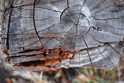 Close-up of tree branches