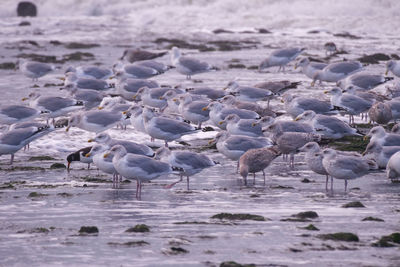 Flock of seagulls on beach