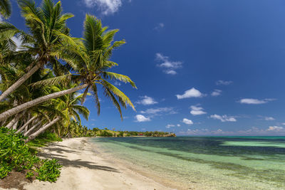 Palm tree by sea against sky