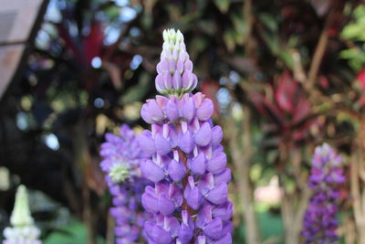 Close-up of purple flowering plant