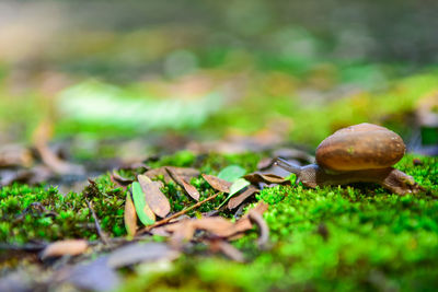 Close-up of snail on land