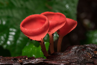 Close-up of red mushroom growing on plant