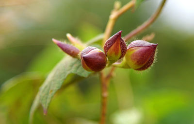 Close-up of flower on plant