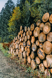 Stack of logs in forest