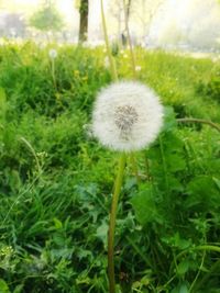 Close-up of dandelion flower