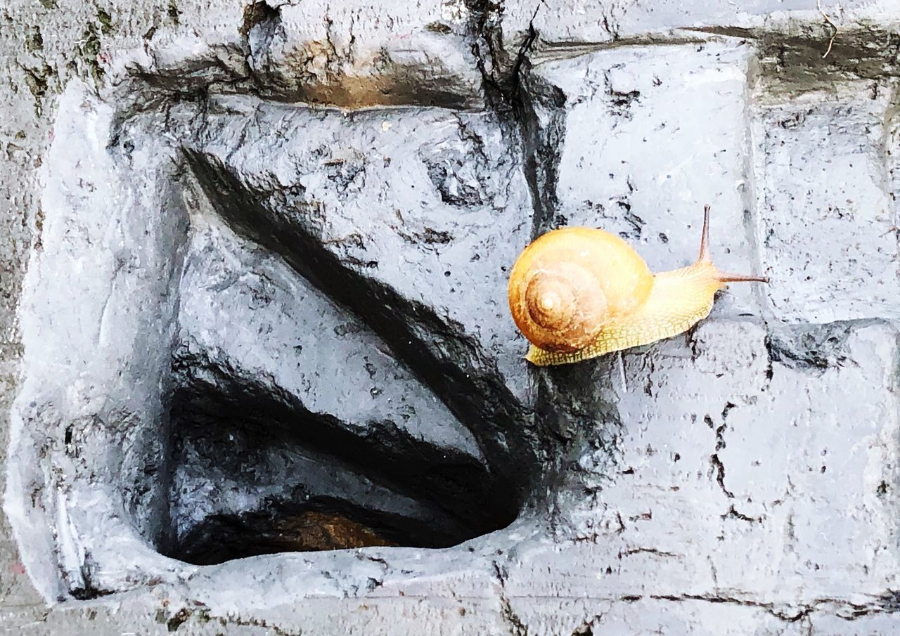 CLOSE-UP OF A SNAIL ON ROCK