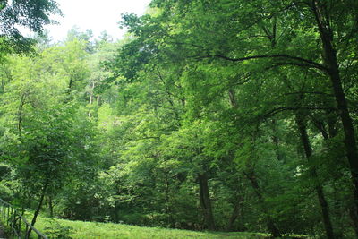 Trees in forest