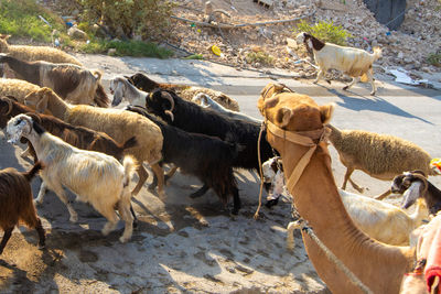 Side view of a goats and camel 