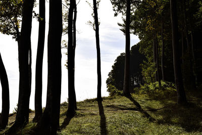 Trees on field against sky