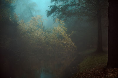 Trees in forest during autumn