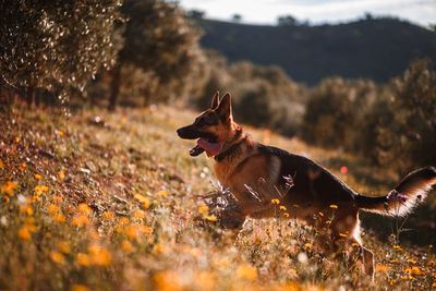 View of a dog running on field