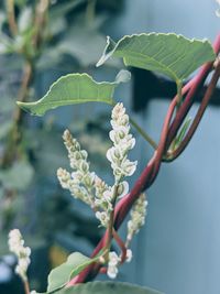 Close-up of flowering plant