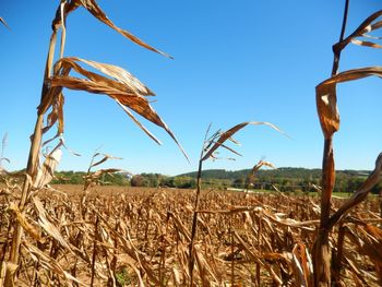 Scenic view of wheat field against clear blue sky