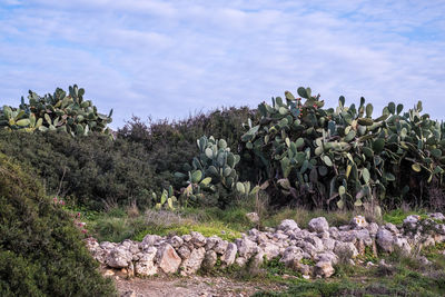 Plants growing on land against sky