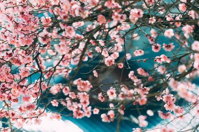 Close-up of cherry blossoms