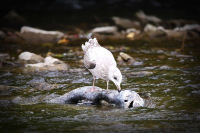 Bird eating fish in water