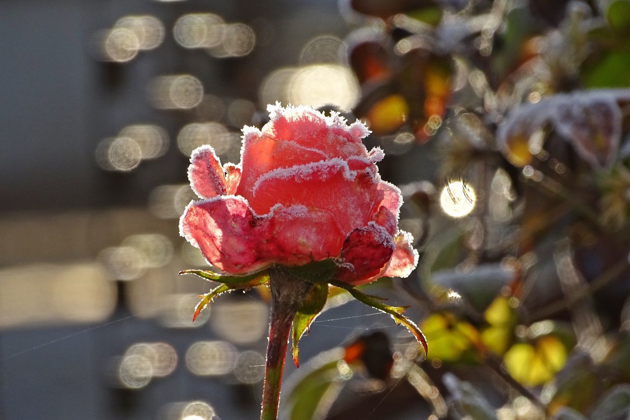 CLOSE-UP OF ROSE PLANT