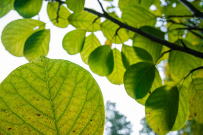 Low angle view of green leaves