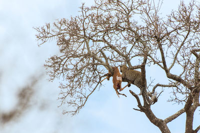 Low angle view of a tree