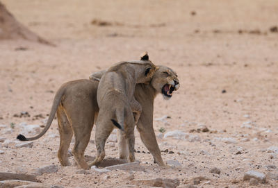 Lioness standing on sand