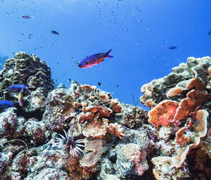 Fish swimming in sea