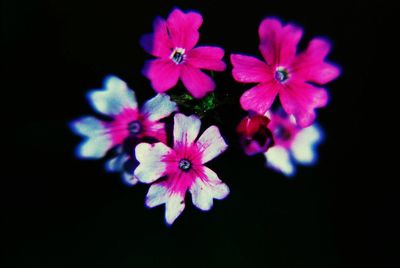 Close-up of flowers blooming against black background