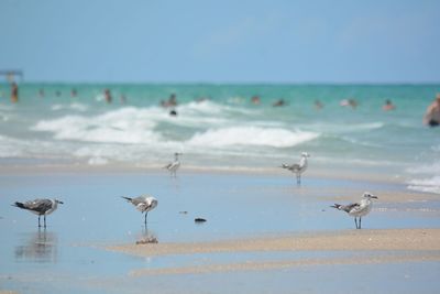 Seagulls on beach with people in ocean