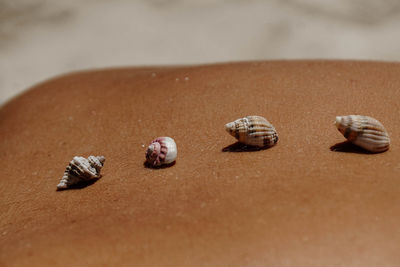 Close-up of shells on sand