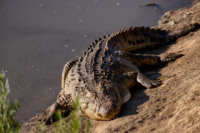 High angle view of crocodile in the lake