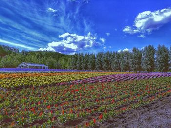 Scenic view of field against sky