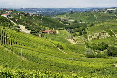 Scenic view of vineyard