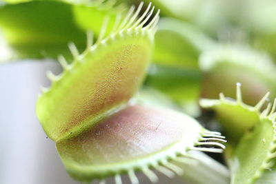 Close-up of succulent plant