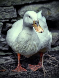 Close-up of duck