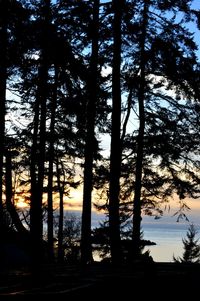 Silhouette trees in forest against sky