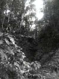 Trees growing in forest