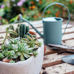 Repotting succulents and cactuses at home, tools, pots and watering can