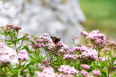 Close-up of bee on flowers