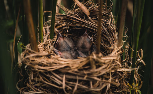 High angle view of bird in nest