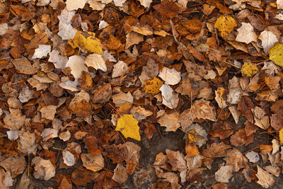 Full frame shot of autumn leaves on land