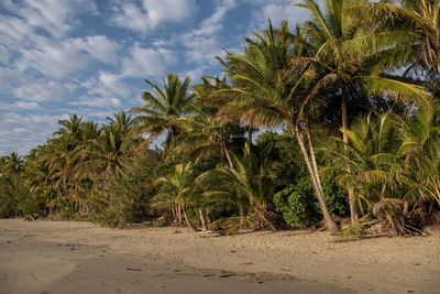 Palm trees on beach against sky