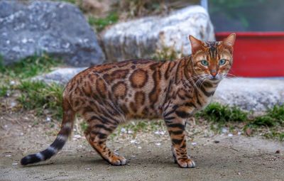 Portrait of cat standing outdoors