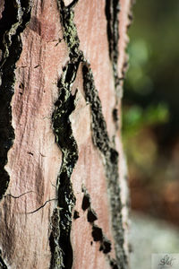 Close-up of tree trunk