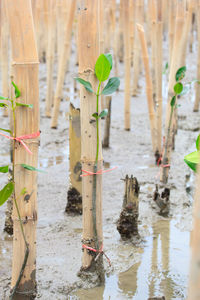 Close-up of bamboo on wooden post