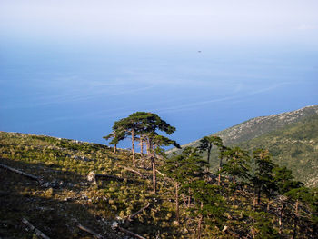 Plants growing on land against sky